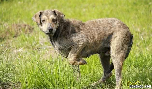 关节炎并不是老年犬才有，1岁狗狗也可能有！千万别错过这些现象