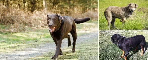 关节炎并不是老年犬才有，1岁狗狗也可能有！千万别错过这些现象