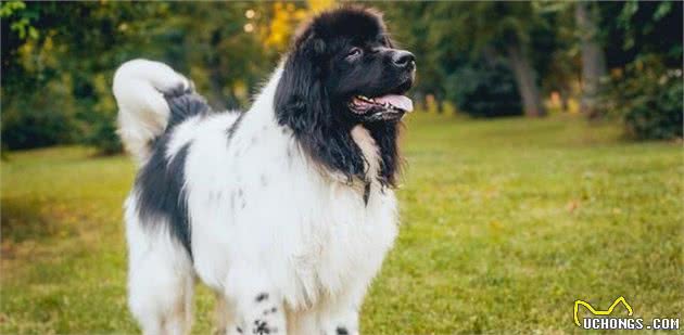 超大型犬当中的憨厚犬种，来自纽芬兰的纽芬兰犬，它们是怎样的狗