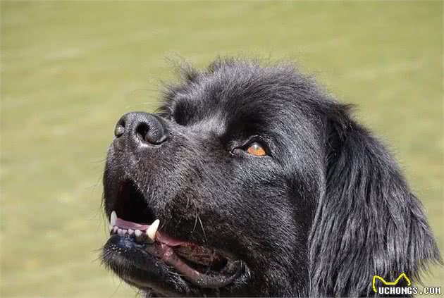 超大型犬当中的憨厚犬种，来自纽芬兰的纽芬兰犬，它们是怎样的狗