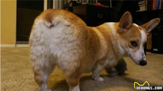 狗狗六大心事!铲屎官必知!