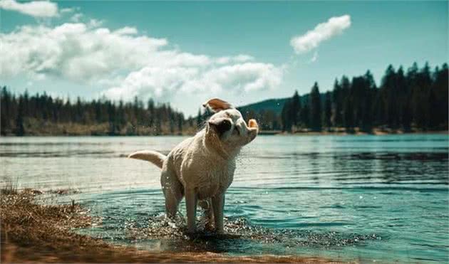 饲养拉布拉多猎犬，需要知道它的历史