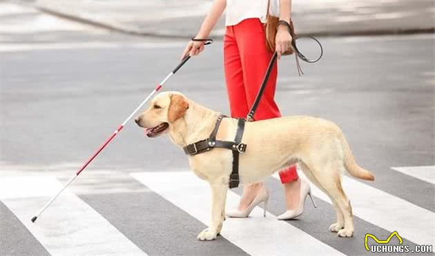 饲养拉布拉多猎犬，需要知道它的历史