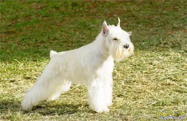 犬中的长胡子—雪纳瑞犬