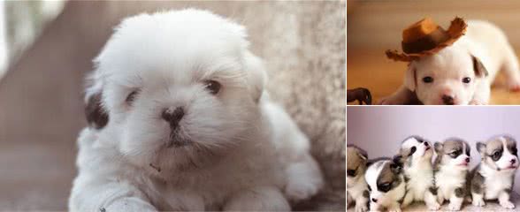 两个月大奶狗如何饲养，幼犬时期错过会有麻烦，主人需要用心了