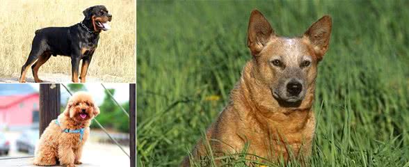 有宠福布斯：清点十大高智商狗狗，你家狗狗上榜了吗？