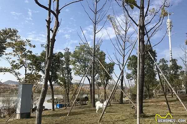 用这方法训练宠物犬，狗狗再也不会撒手没！狗狗跑走时绝对别这样