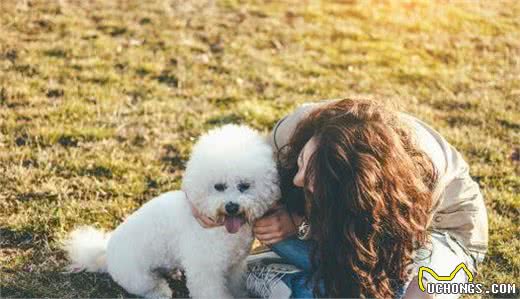 比熊犬虽可爱，但有这些缺陷，接受不了别养