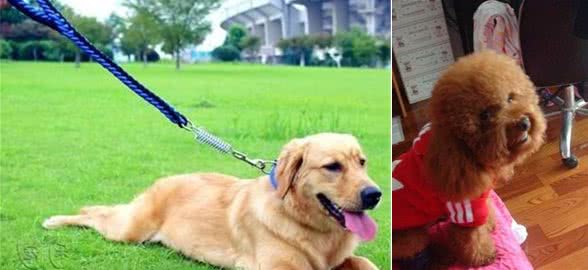 新手养犬简单注意事项（不知道你可能害了狗狗的一生）！