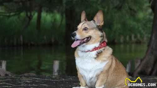 辟谣！柯基犬一定得断尾？断尾不光影响狗狗平衡感，情感缺失更严重