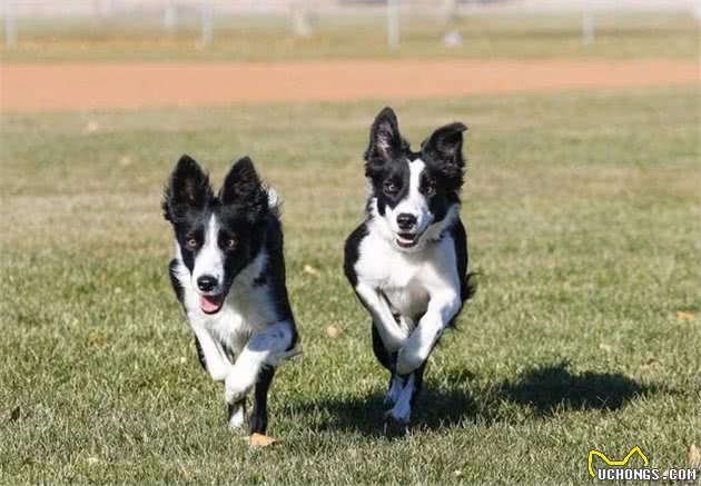 边境牧羊犬的驯养方法，喜欢的朋友了解了吗