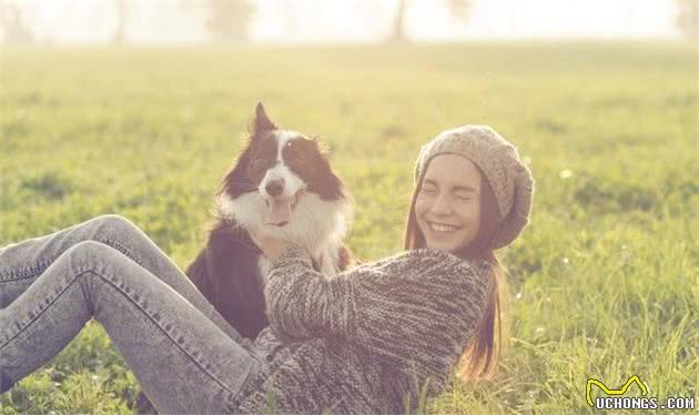 边境牧羊犬的驯养方法，喜欢的朋友了解了吗