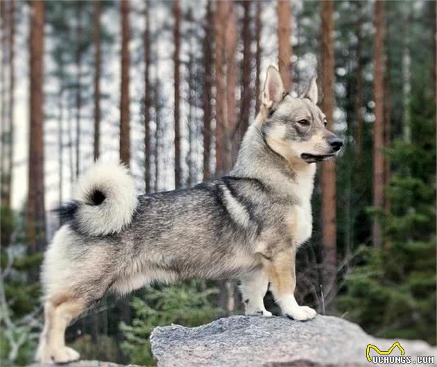 瑞典牧羊犬可凶可萌，柯基哈士奇犬的合体版，但狗狗上下身反差极大