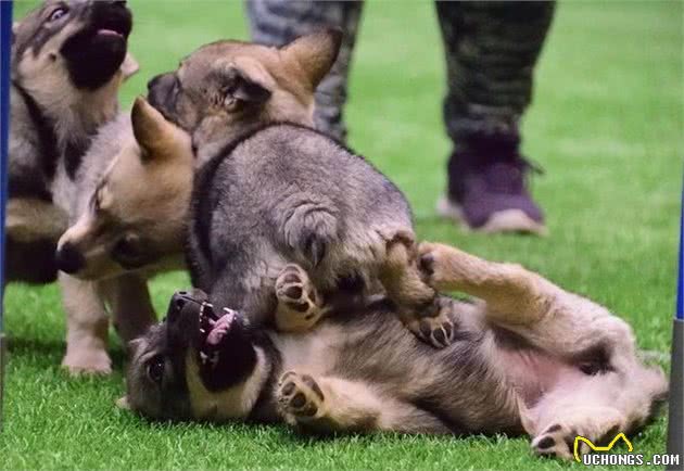 瑞典牧羊犬可凶可萌，柯基哈士奇犬的合体版，但狗狗上下身反差极大