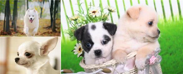 犬护食怎么办？教你几招不被误伤