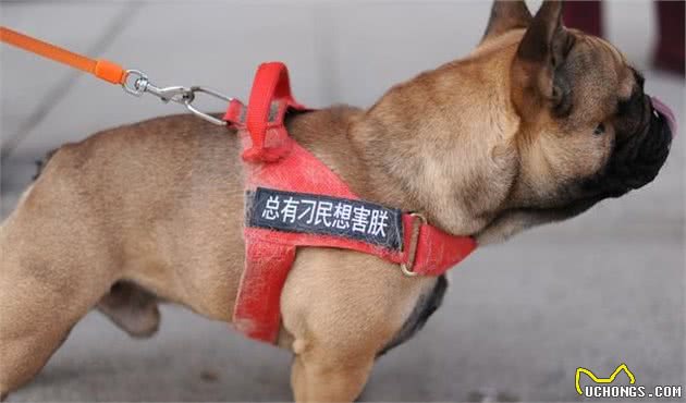 「养狗技巧」训练幼犬首先要做的8件事