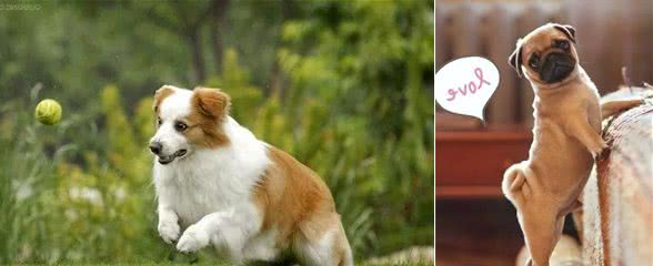 宠知识｜狗狗也有关节炎？