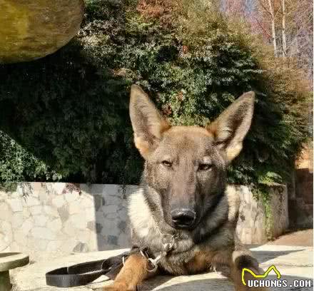 选警犬居然不是选凶猛的？中国的这七种警犬，能力让人大开眼界！