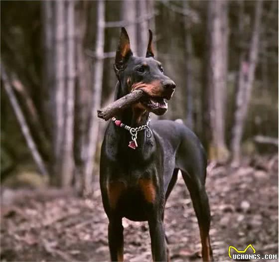 选警犬居然不是选凶猛的？中国的这七种警犬，能力让人大开眼界！