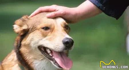狗狗总喜欢咬人手该怎么训练纠正？