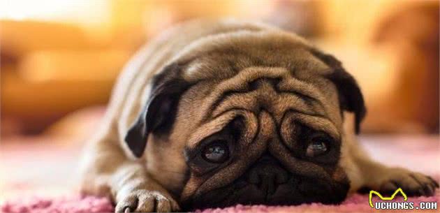 可爱的八哥犬养成记