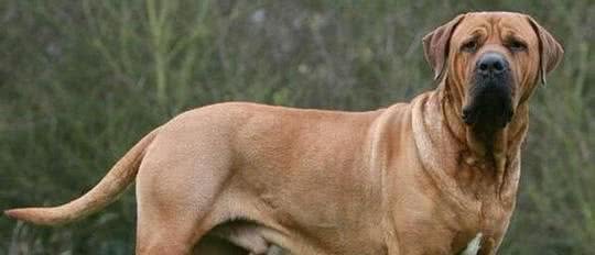世界五大最凶悍猛犬，第一你绝对见过