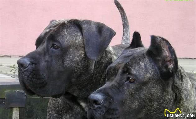 世界五大最凶悍猛犬，第一你绝对见过