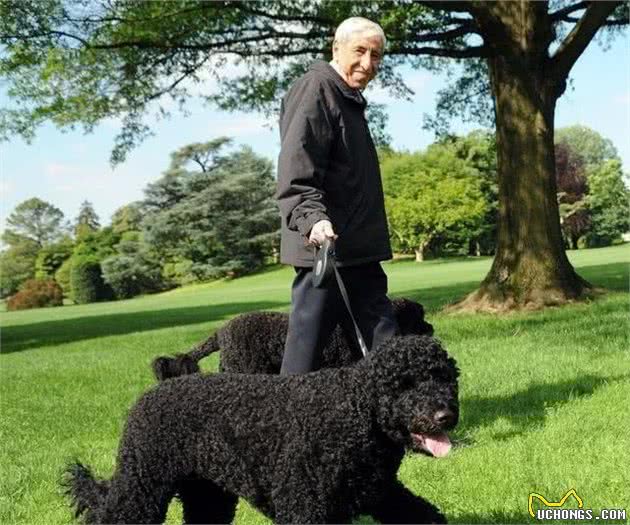 奥巴马在位时养的狗狗，号称白宫第一犬，葡萄牙水犬到底什么来头