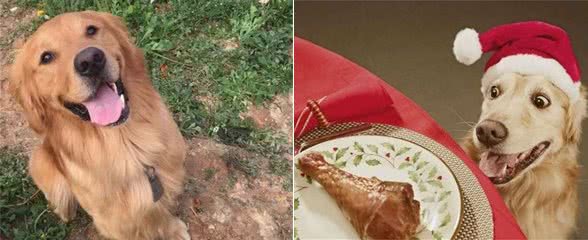 想要养一只金毛犬,它这6件事,你都了解清楚了吗?