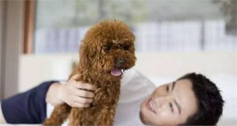 饲养泰迪犬的8大经验总结，若能占3个以上，你家狗子会是长寿汪