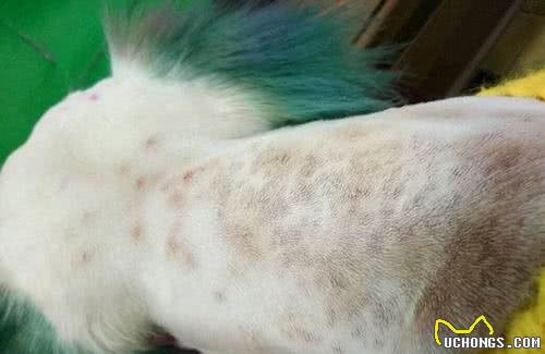 狗狗的皮肤比你想象中要脆弱，这三种很常见，快检查下毛孩子吧