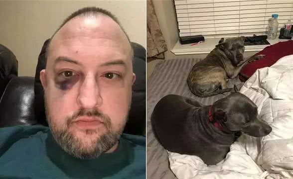 比特犬舍命保护主人，勇敢打跑四个歹徒：它们曾是流浪狗