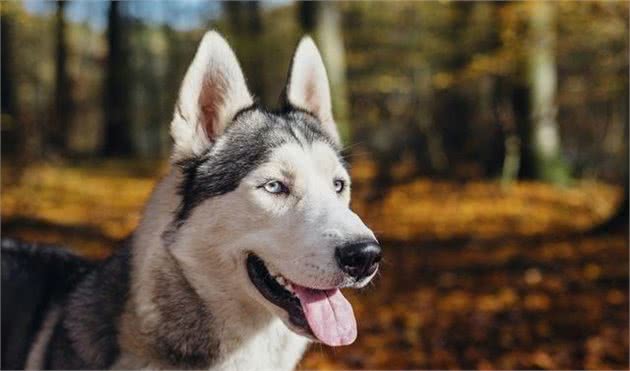 犬的第一大杀手—狗瘟热病毒，预防赛过治疗