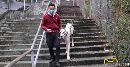 世界上最大的狗狗之一！134斤的大丹犬，训犬师要怎么训练？