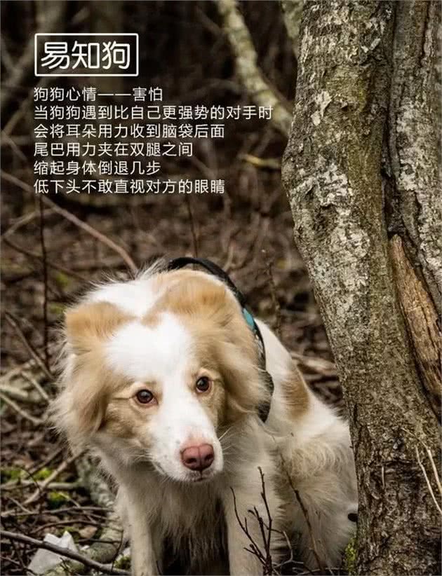 狗狗害怕的常见事物有哪些？狗狗胆怯，有必要带它去见识世面吗
