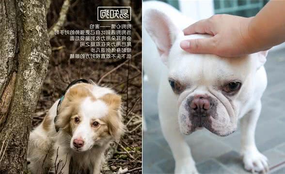 狗狗害怕的常见事物有哪些？狗狗胆怯，有必要带它去见识世面吗