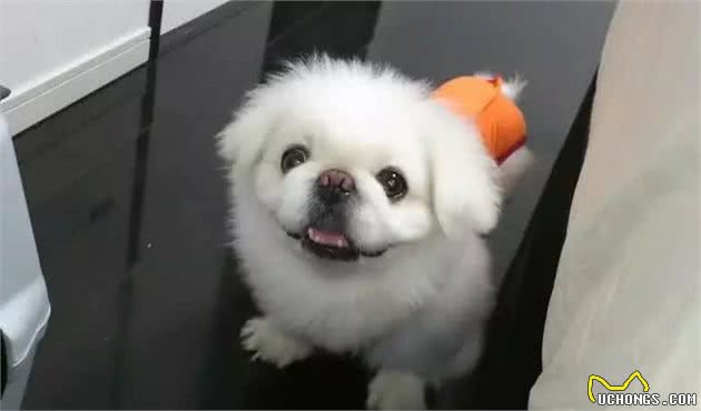 中国十大名犬，中国本土犬种排行！