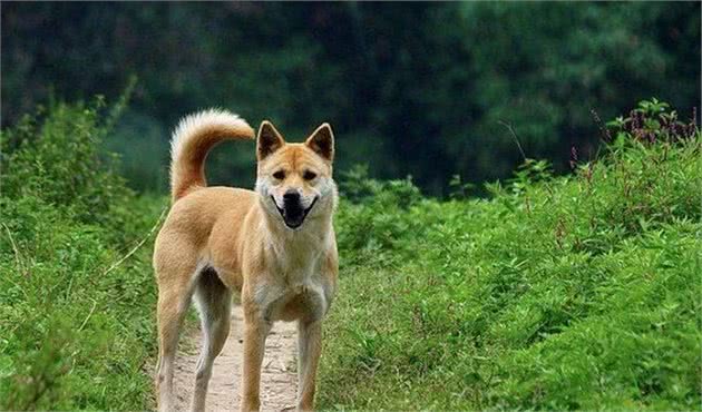 中国十大名犬，中国本土犬种排行！