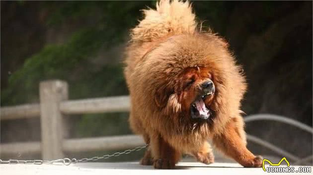 中国十大名犬，中国本土犬种排行！