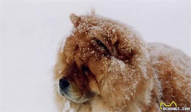 中国十大名犬，中国本土犬种排行！