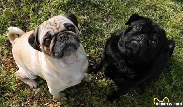 中国十大名犬，中国本土犬种排行！