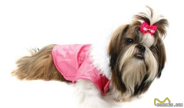中国十大名犬，中国本土犬种排行！