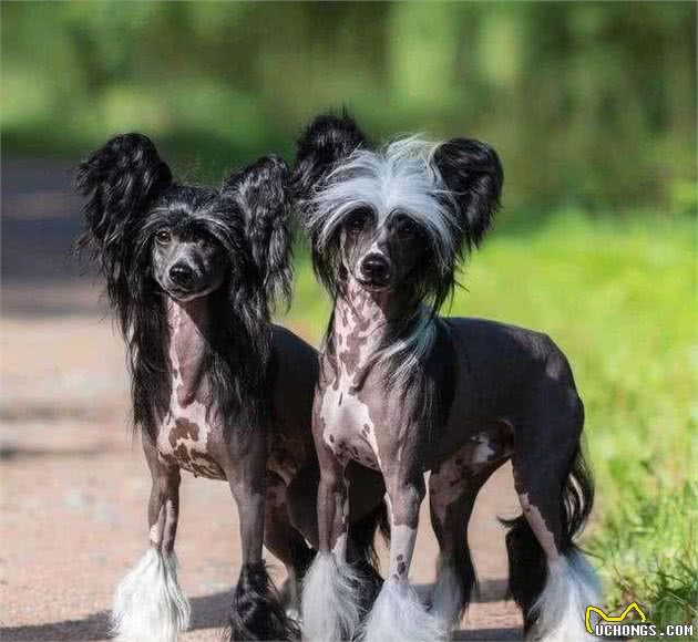 中国十大名犬，中国本土犬种排行！