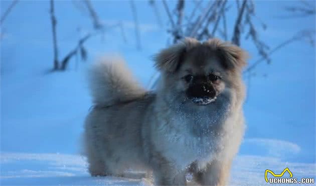 中国十大名犬，中国本土犬种排行！