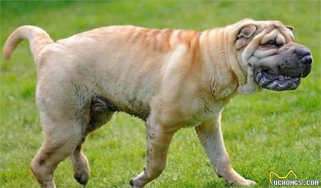 中国十大名犬，中国本土犬种排行！