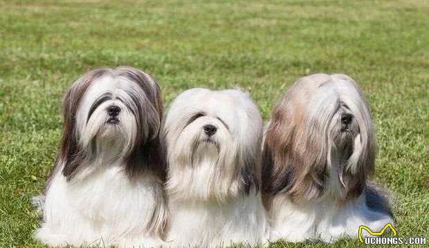 中国十大名犬，中国本土犬种排行！