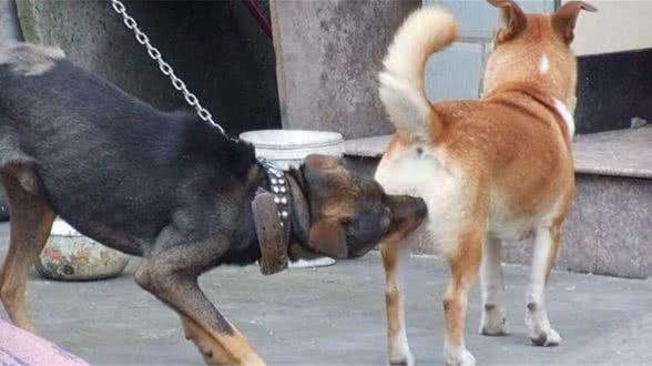 家里的母犬发情时，我应当如何护理