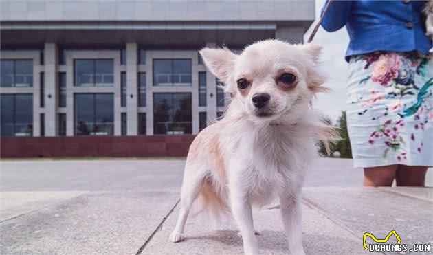 “最难训练”的6大狗狗，碰着最后一种狗，训犬师也会训不好！