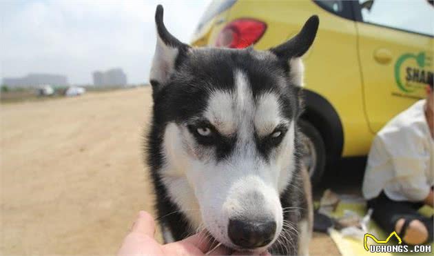 哈士奇犬好养吗？哈士奇狗智商，哈士奇犬性格大揭秘！看完你就懂了！