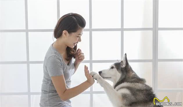 哈士奇犬好养吗？哈士奇狗智商，哈士奇犬性格大揭秘！看完你就懂了！